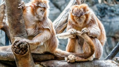 גן החיות רמת גן