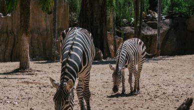 גני חיות בישראל