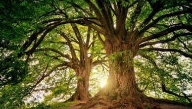 אטרקציה הארץ