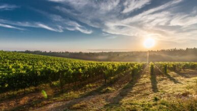 סיור מרתק בעקבות יינות היקב