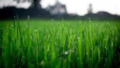 גן לאומי בית אלפא