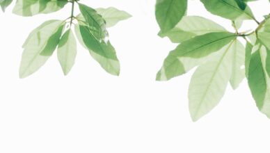 גן לאומי ירקון